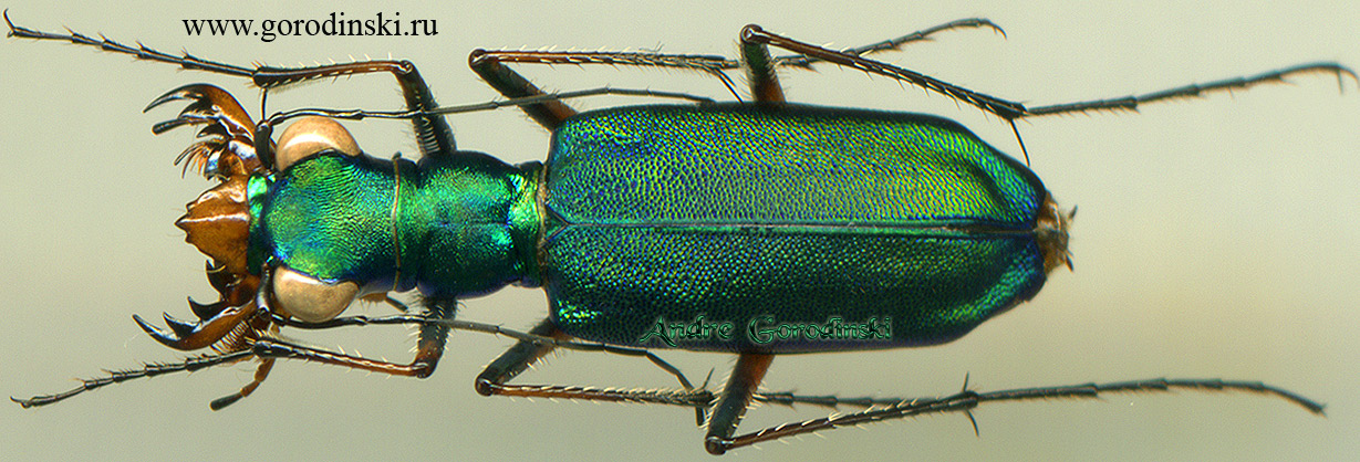 http://www.gorodinski.ru/cicindela/Heptodonta vermifera.jpg